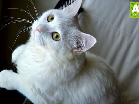 Sad stories of pets abandoned in Dubai in the past month