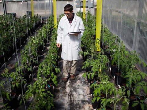 The right kind of plant genes