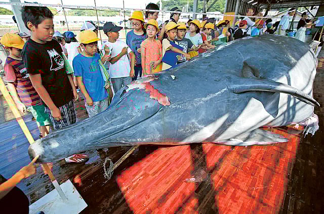 1.1352472-3642902352