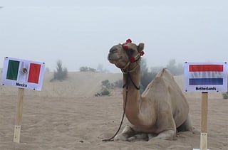 Shaheen the Camel.