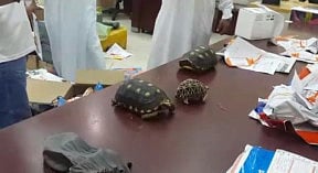 Live turtles sent by mail from Hong Kong to Saudi Arabia