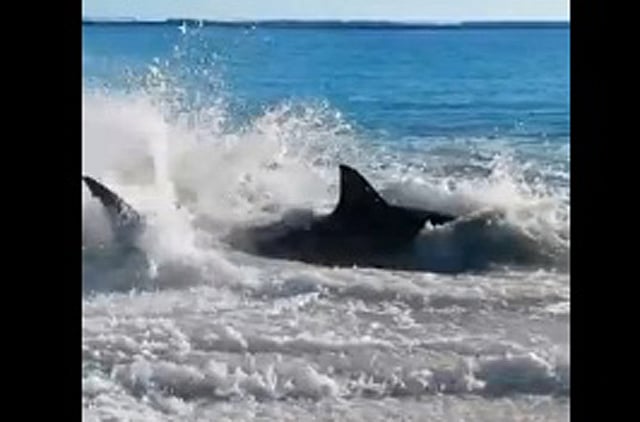 1.1360905-1352984193