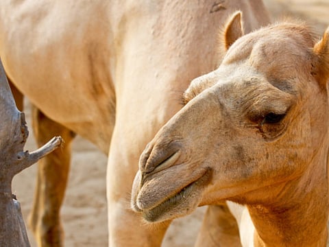 Tradition saves camels’ spot in Jordan’s forces