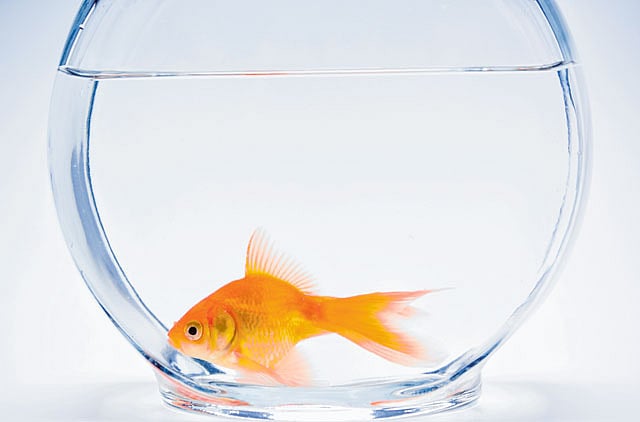 1.1354741-3558691694