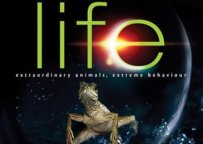 Discovery Life Channel to launch next year