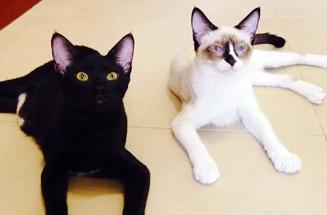 1.1371339-2706212341