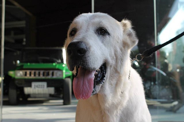 1.1375351-2903122337