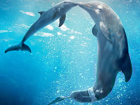 Review: ‘Dolphin Tale 2’ is a sweet story