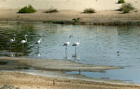 Abu Dhabi’s blueprint for a greener future