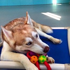 Looking for a missing dog