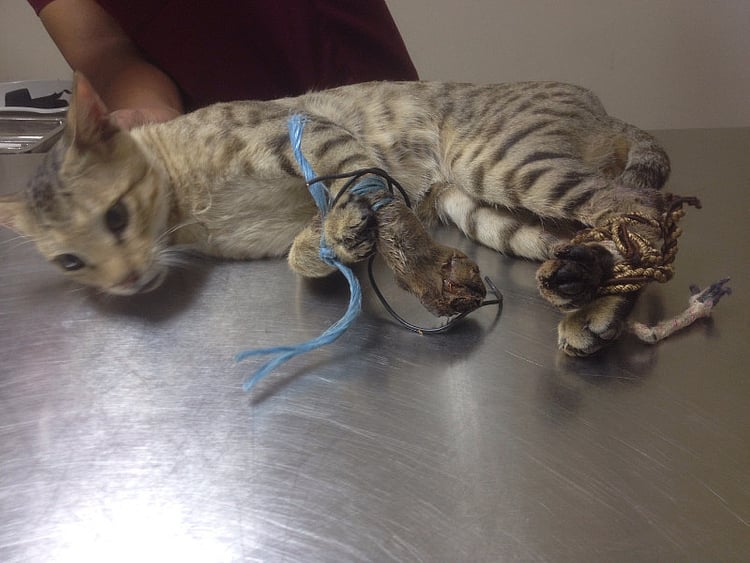 1.1600889-3933912384