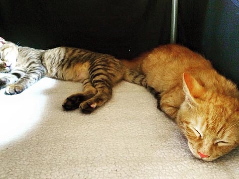 9 lonely pets who need you to love them