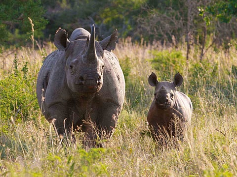 ©Michael Raimondo /WWF