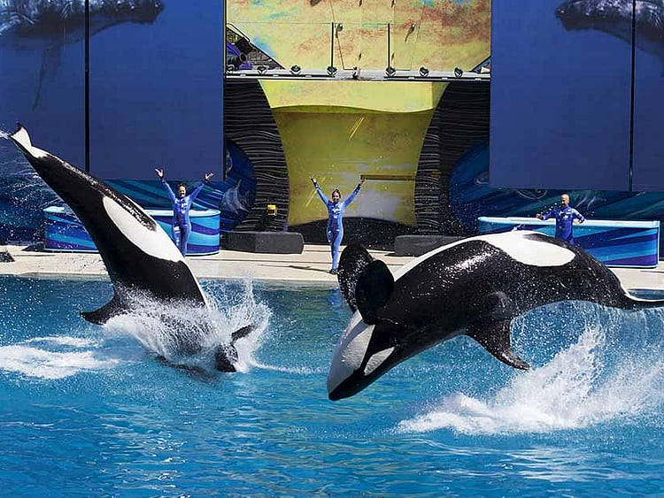 1.1617026-1751986511