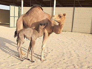 World’s first cloned camel delivers a calf