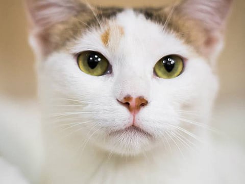 Is pretty Polly the perfect pet for you?