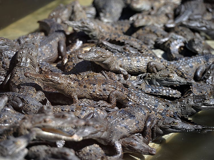 1.1612187-3573860676