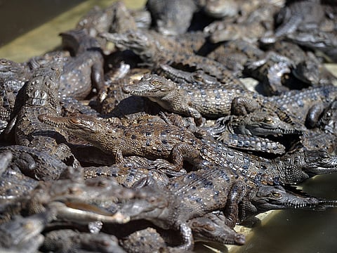 Belo breeds his crocs by the bask and owns about 23,000 of the semi-aquatic reptiles.