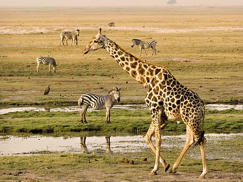 Around the world in 365 days