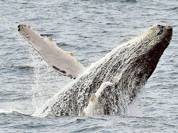 1.2254203-2999603826