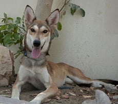 Looking for a loving home