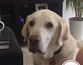 ‘People seem to be unaware of how to cope with a pet’