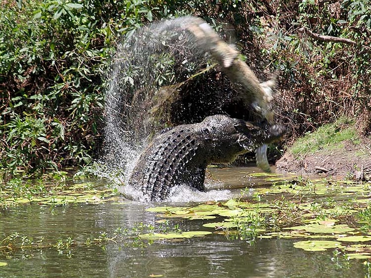 1.1631397-1352884477