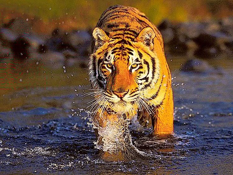 1.1449632-3902568764