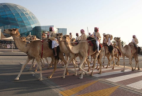 Voyagers go back in time with 200km camel trip in the desert