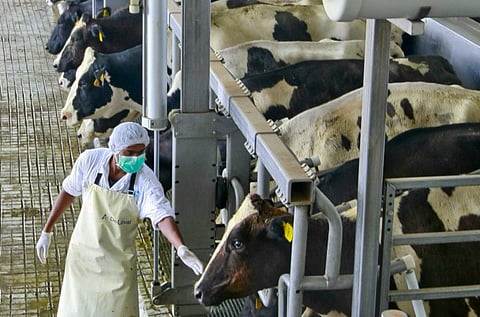 UAE’s home-grown dairy company to expand to Mena