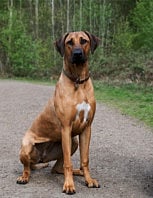 Help find a missing dog