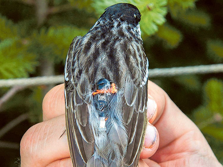 1.1483186-1913397482