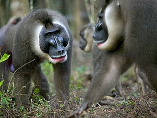 Animal Planet lives wild with its new programming slate