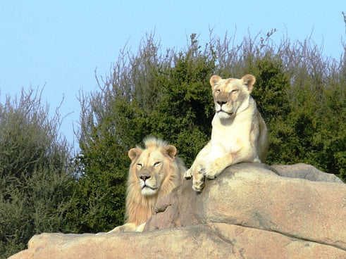 1.1497004-2835257622