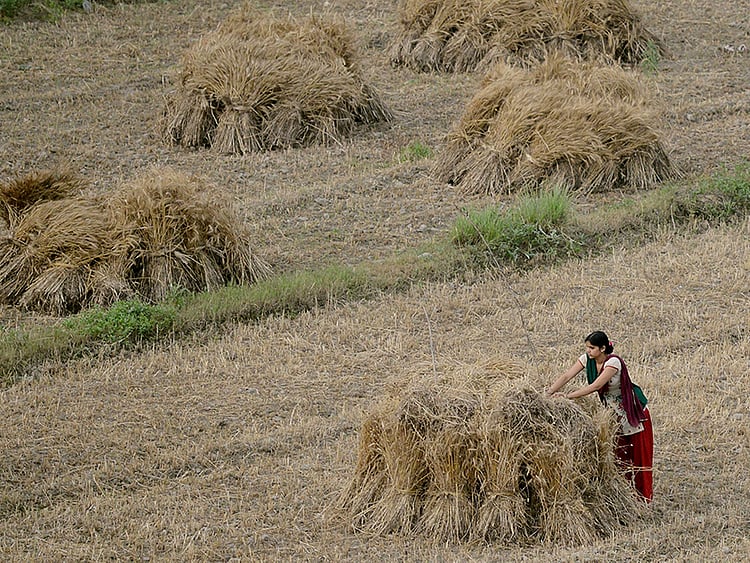 1.1502274-2091802841