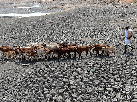 Indian farmer as he herds his sheep on the dry bed of a river. Photo for illustrative purposes only 