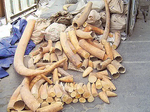 Courtesy: Dubai Municipality