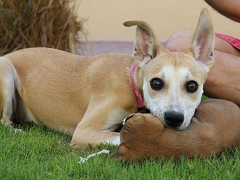 10 pets looking for a home in the UAE
