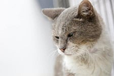 1.1526523-2204937012