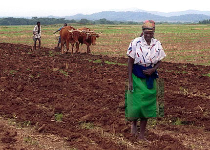 July 15, 2000: Zimbabwe land reform starts