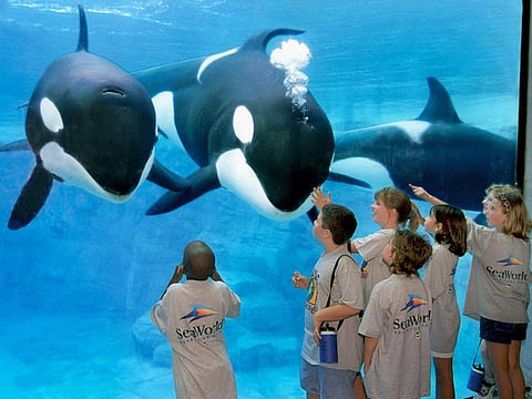 Courtesy: SeaWorld
