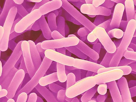 Diets based on gut microbes could fight diabetes