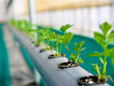 The UAE is promoting the adoption of innovative technologies