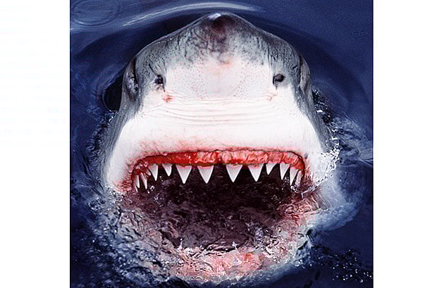 1.1558553-1398117233