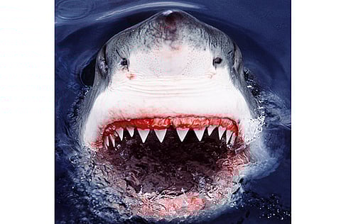 The three – a Ukrainian woman and her son as well as their Egyptian guide – were attacked by the shark while swimming in the Ras Mohammed nature reserve.