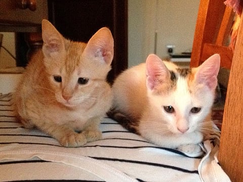 5 pets looking for forever homes