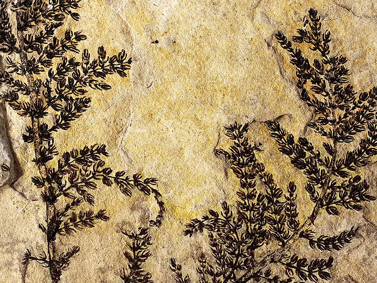 1.1569162-1822144470