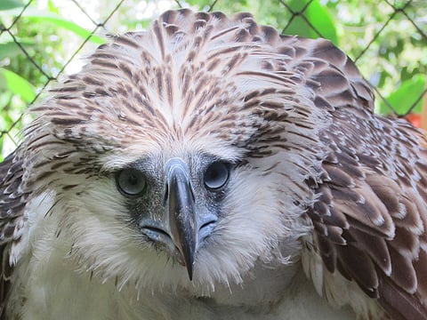 Philippine eagle