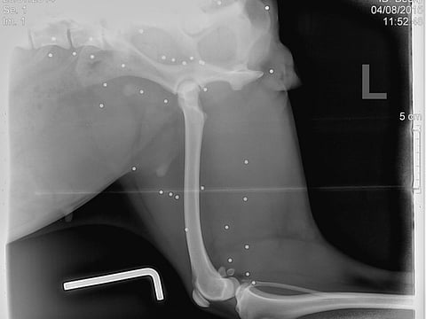 Abandoned and living in pain