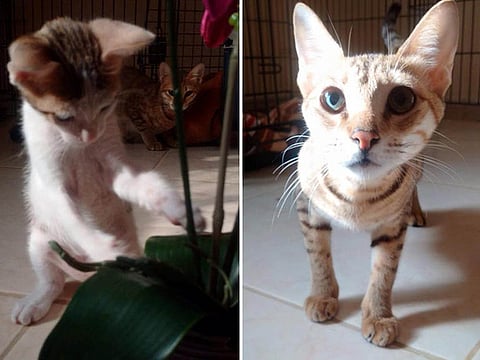 Bess, Baby and Boo looking for a family